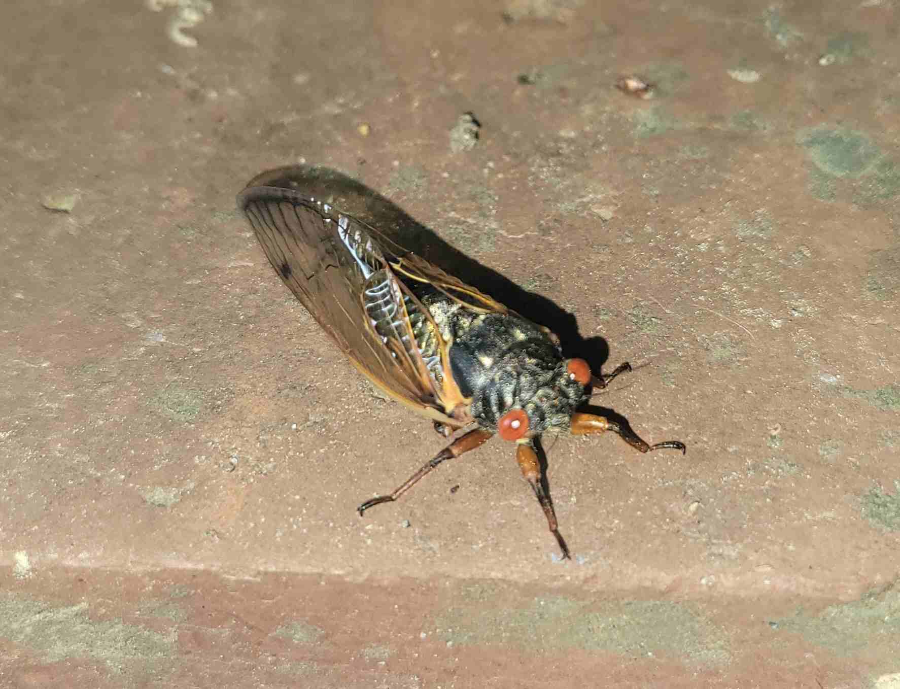 2024-05-06 first cicada.jpg